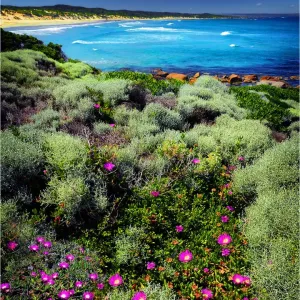 Wild-flowers in bloom during late spring British Admiral beach on King Island Wild-flowers in bloom during late spring British Admiral beach on King Island