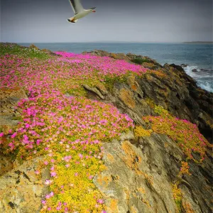 Wild-flowers in bloom during late spring on the southern west coast of King Island Wild-flowers in bloom during late spring on the southern west coast of King Island