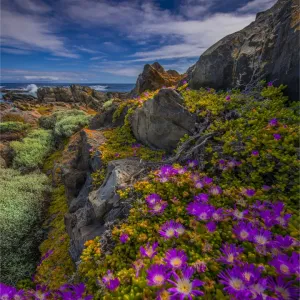 Wild-flowers in bloom during late spring on the southern west coast of King Island Wild-flowers in bloom during late spring on the southern west coast of King Island