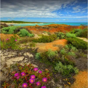 Wild-flowers in bloom during late spring on the southern west coast of King Island