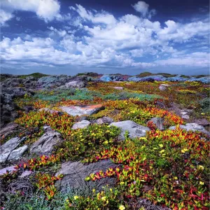 Wild-flowers in bloom during late spring on the southern west coast of King Island Wild-flowers in bloom during late spring on the southern west coast of King Island