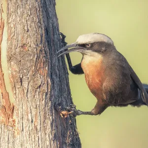 A wild gray-crowned babbler (Pomatostomus temporalis) hunting for a hidden grub under the bark of a tree, Australia A wild gray-crowned babbler (Pomatostomus temporalis) hunting for a hidden grub under the bark of a tree, Australia