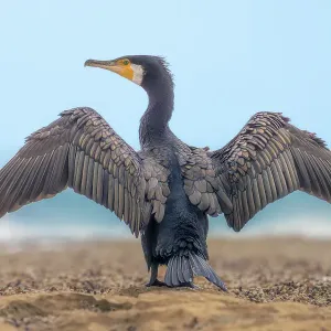A wild great cormorant (Phalacrocorax carbo) with wings outstretched perched on a rocky outcrop with crashing waves and blue sky in background