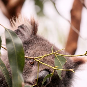 Wild Koala peaking through leaves