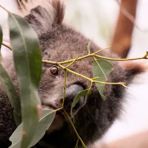 Wild Koala peaking through leaves Wild Koala peaking through leaves