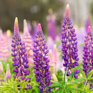 Wild Lupins, Tasmania