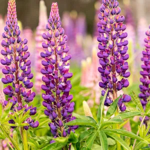 Wild Lupins, Tasmania