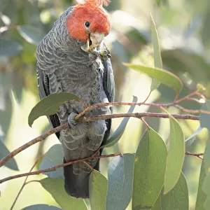 Wild male gang gang cockatoo (Callocephalon fimbriatum) feeding on gumnuts in Australia