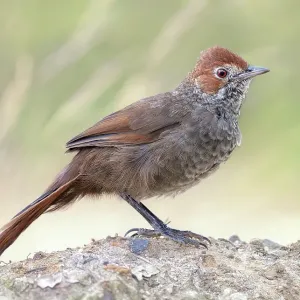 A wild Otways rufous bristlebird (Dasyornis broadbenti caryochrous) posing on a scrubby mound in Victoria, Australia