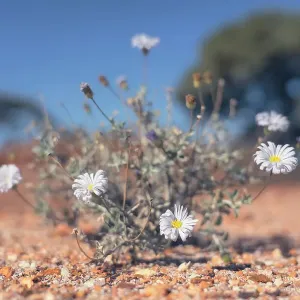 A wild, rare and threatened plant - Arckaringa Daisy (Olearia arckaringensis) from outback Australia A wild, rare and threatened plant - Arckaringa Daisy (Olearia arckaringensis) from outback Australia