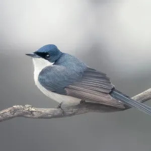 A wild restless flycatcher (Myiagra inquieta) perched on a branch with blurred background with subdued colors, Victoria, Australia A wild restless flycatcher (Myiagra inquieta) perched on a branch with blurred background with subdued colors, Victoria, Australia
