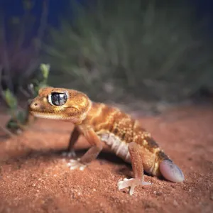 Lizards Jigsaw Puzzle Collection: Gecko