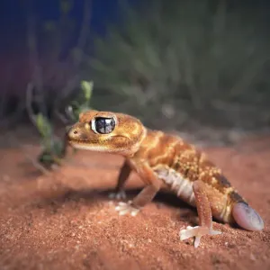 Gecko lisse à queue aplatie sauvage (Nephrurus levis) avec queue régénérée sur fond de spinifex et mallee.