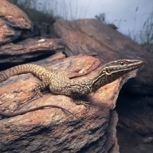 A wild spiny-talied monitor (Varanus acanthurus) lizard in rocky habitat, Australia A wild spiny-talied monitor (Varanus acanthurus) lizard in rocky habitat, Australia