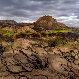 Wild Tarkine Coast after Bush fires, Tasmania Wild Tarkine Coast after Bush fires, Tasmania