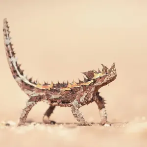 Wild thorny devil (Moloch horridus) isolated on a sand substrate with blurred background Wild thorny devil (Moloch horridus) isolated on a sand substrate with blurred background