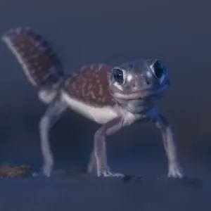 Images Dated 2022 February: 3 Feb 2022