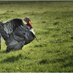 Wild Turkeys roaming in the countryside of King Island, Bass Strait, Tasmania, Australia