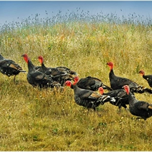 Wild Turkeys roaming in the countryside of King Island, Bass Strait, Tasmania, Australia