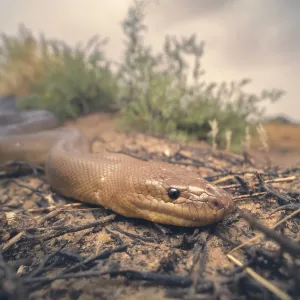 Wild woma python (Aspidites ramsayi) in saltbush scrub habitat with stormy background Wild woma python (Aspidites ramsayi) in saltbush scrub habitat with stormy background