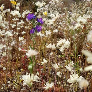 Nicola Morgan Collection: Flower and Plants