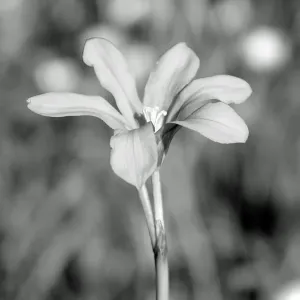 WildflowerBeauty