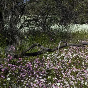 Wildflowers