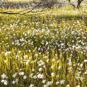 Wildflowers