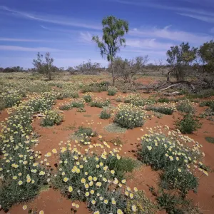 Sturt Stony Desert Wildflowers Print Sturt Stony Desert Wildflowers Print
