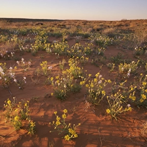 Wildflowers on a Red Sand Dune in the Simpson Desert, South Australia, Australia