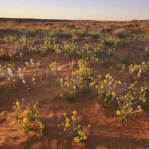 Wildflowers on a Red Sand Dune in the Simpson Desert, South Australia, Australia