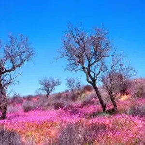 Wildflowers roxby downs Wildflowers roxby downs