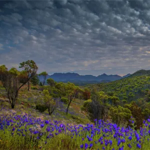 Wildflowers in the spring at Bunaroo valley in the southern region of Flinders Ranges National Park, South Australia