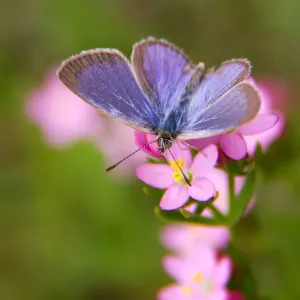 Australian Blue Zebra Butterfly Print Australian Blue Zebra Butterfly Print