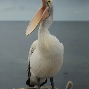 Wildlife