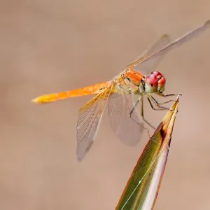 Wildlife Wildlife