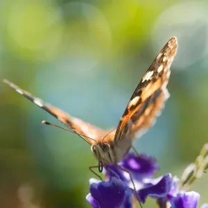 Wildlife Wildlife