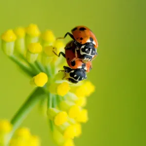 Wildlife Wildlife