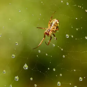 Wildlife Wildlife