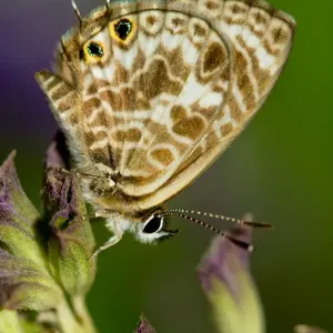 Wildlife Wildlife