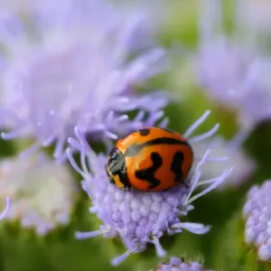 Wildlife Wildlife