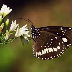 Wildlife Wildlife