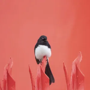 Willie Wagtail Print, Lea Scaddan's Australian Bird Study