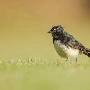 Willie Wagtail