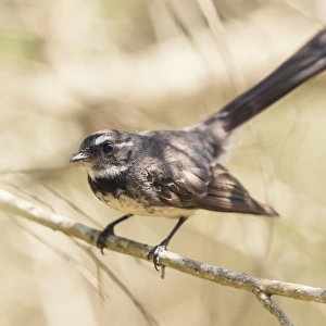 Willie Wagtail (Rhipidura leucophrys) perched on a branch
