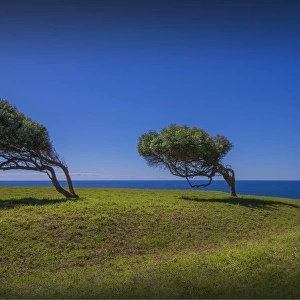 Windblown trees at Point Howe, Norfolk Island, South Pacific
