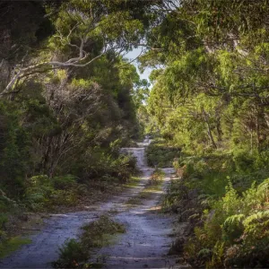 Colliers Swamp Forest Print, King Island, Tasmania Colliers Swamp Forest Print, King Island, Tasmania