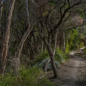 Winding track through trees, Sawyers bay, Flinders Island, Bass Straight, Tasmania