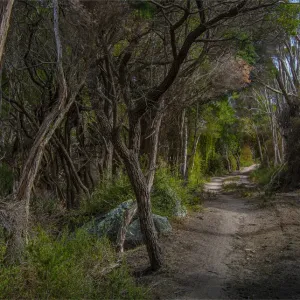 Winding track through trees, Sawyers bay, Flinders Island, Bass Straight, Tasmania