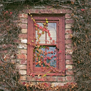 Window covered in Boston ivy